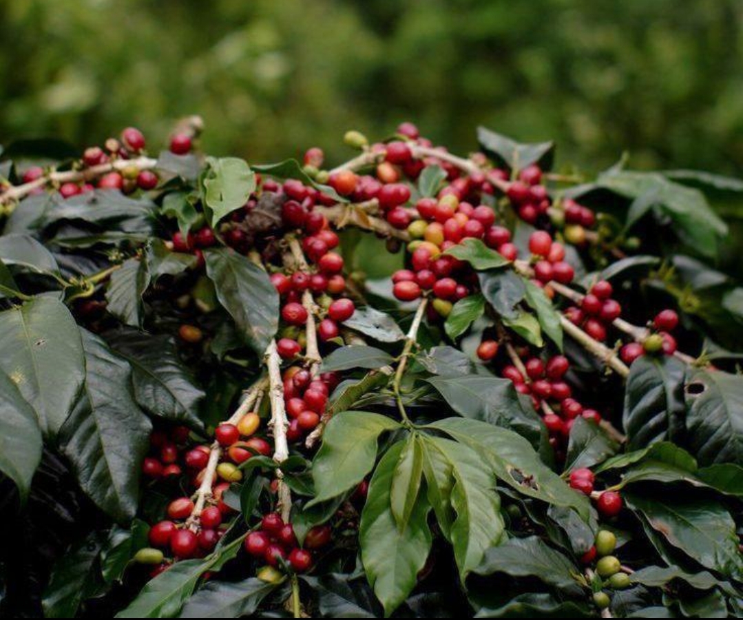 Kopi arabika kintamani catrawarta Kopi arabika kintamani menjadi salah satu komoditas perkebunan unggulan bali yang memiliki sejarah panjang dan kearifan lokal turun temurun